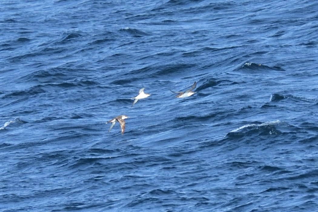 Yelkouan Shearwater